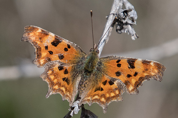 Polygonia c-album-3465