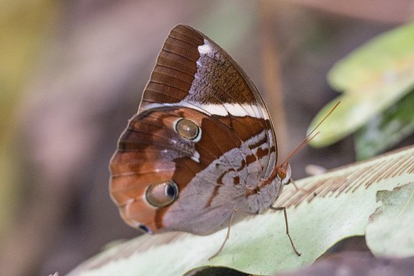 Thauria aliris pseudaliris-7189 - Khao Phanom Bencha National Park - 28/11/23