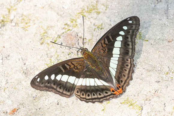 Sumalia daraxa-4390