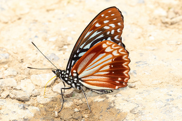 Hestinalis nama-3338 - Chiang Dao - 19/03/24