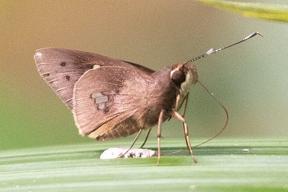 Carystoides basoches -1136