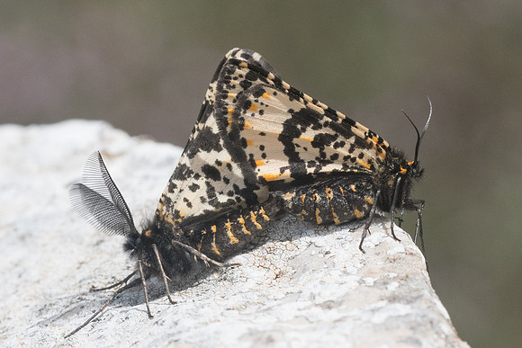 Eurranthis plummistraria-6282 - Vence - 13/05/21