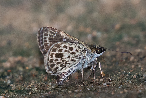 Sovia albipectus-8288 - Chiang Dao - 14/11/23