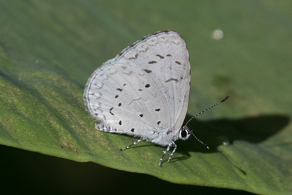 Acytolepis puspa gisca-0534  - Chiang Dao - 16/11/23