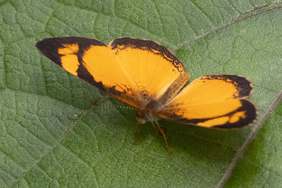 Tegosa claudina-5172