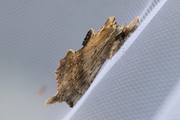Perostoma palpina - 2197 - Briançon