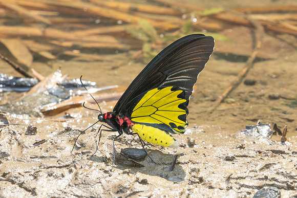 Troides helena-2681
