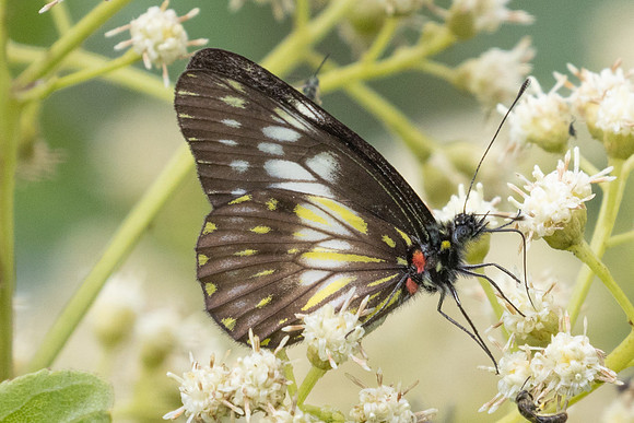 Catasticta prioneris-6071 - Salento - 16/06/24