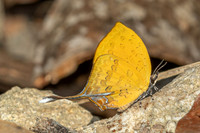 Yasoda tripunctata tripunctata-5449- Doi Suthep 1180m - 27/03/25