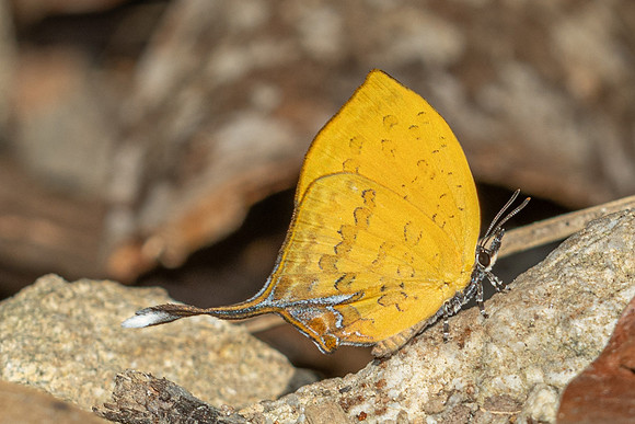 Yasoda tripunctata tripunctata-5449- Doi Suthep 1180m - 27/03/25