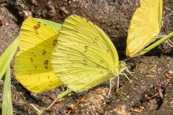 Eurema andersoni-1250 - Chiang Dao - 17/03/25