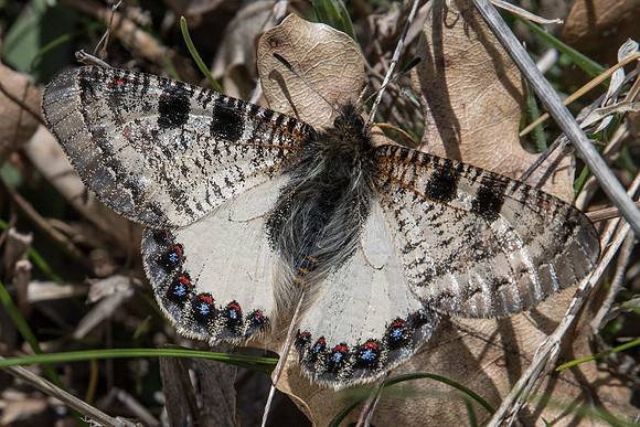 Archon apollinus ♂-3175 - Alexandroupoli - 10/04/22
