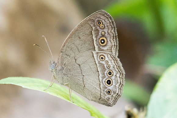 Mycalesis perseus-2080 - Koh Samui - 19/03/23