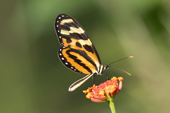 Mechanitis lysimnia-4048