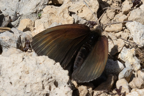 Erebia pluto-1615 - Col de l'Izoard - 25/06/25