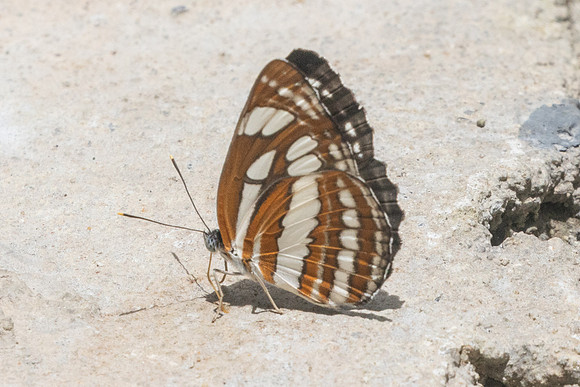 Neptis hylas-9274