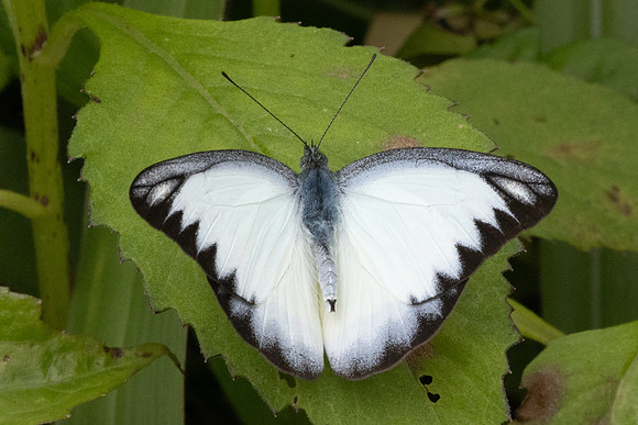 Appias lyncida-8967