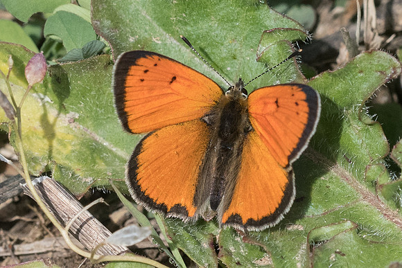 Lycaena ottomana-0566