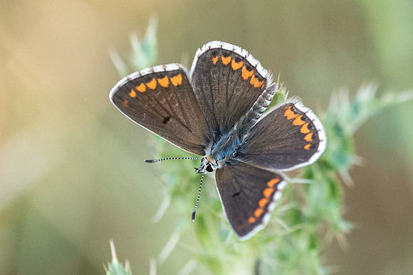 Aricia agestis-7874 - Précy - 14/07/17