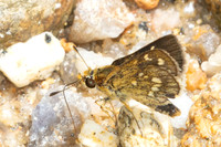 Taractrocera ardonia-9772