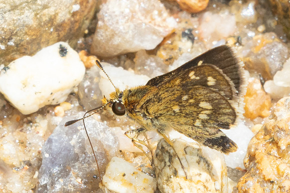 Taractrocera ardonia-9772