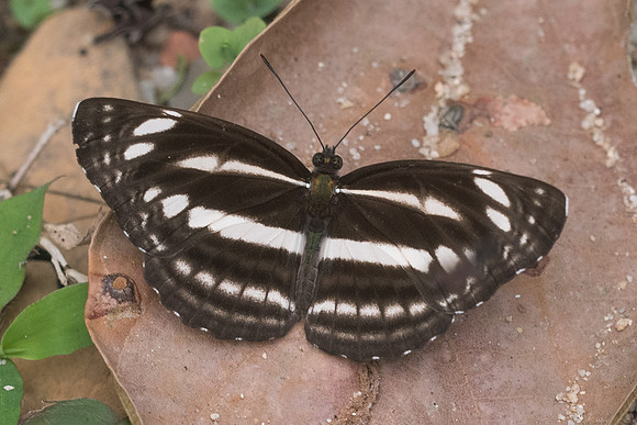 Neptis cartica id--4596 - Chiang dao 12/03/23