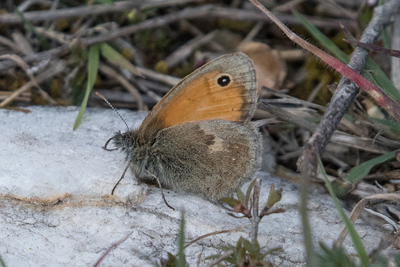 Coenonympha pamphilus 7161
