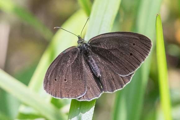 Aphantopus hyperantus-9682 - Chatillon sur Seine - 9/06/22