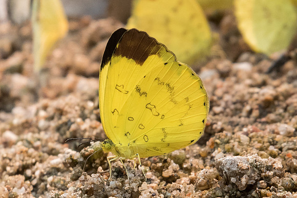 Eurema simulatrix sarinoides-2784- Chiang Dao  - 11/03/23