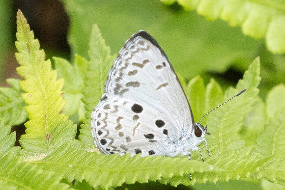 Acytolepis puspa-0197