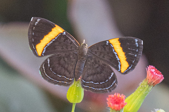 Crocozona pheretima-4334 - Barichara - 10/06/24