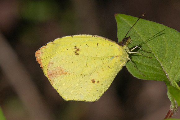 Abaeis xantochlora-6326  - Salento - 17/06/24