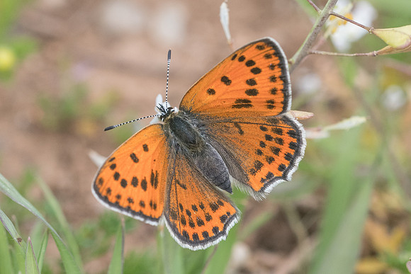 Lycaena thersamon-0486