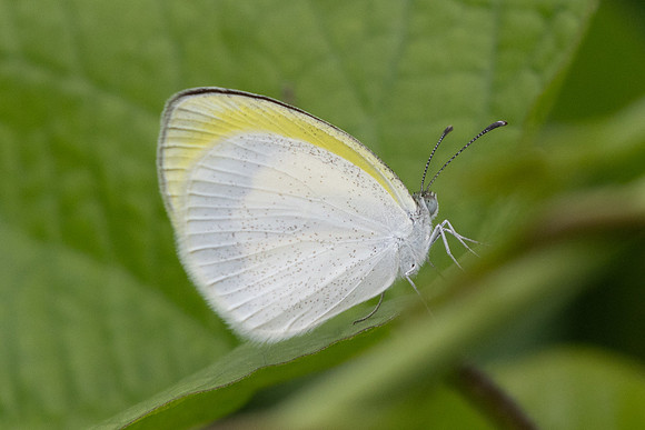 Eurema daira - 8M0A4771 - Route Bucaramanga Medellin - 11/06/24