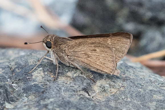 Gegenes pumilio-0725 - Levanto - 19/09/20