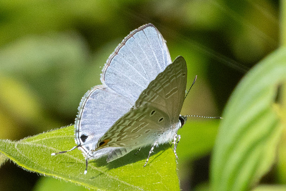 Catochrysops panormus-9608