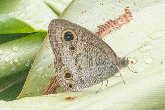 Ypthima pandocus-8672