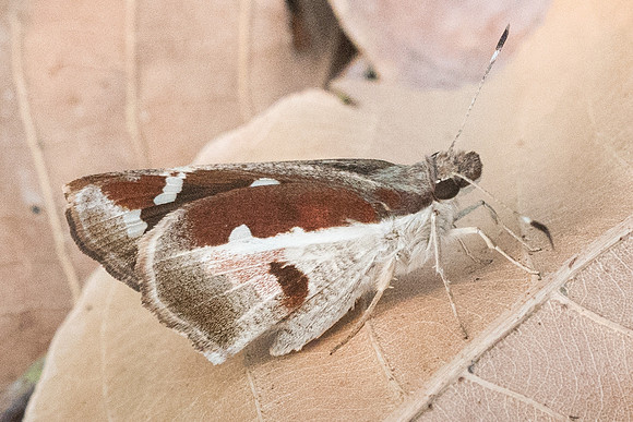 Udaspes folus-4580 - Doi-Suthep - 9/03/23