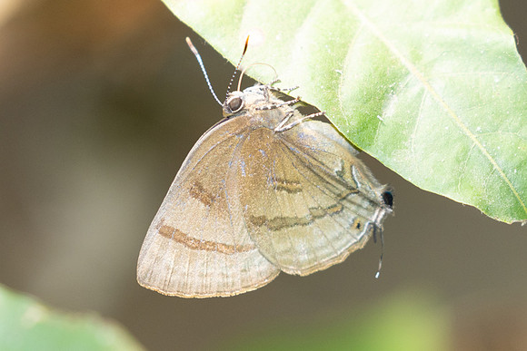 Rapala rhoecus-1741- Chiang Dao - 18/03/25