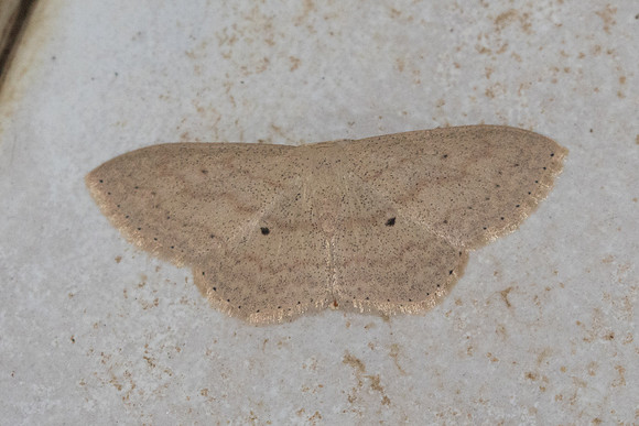 Scopula actuaria-0929 - Chiang Dao - 17/03/25