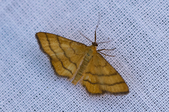 Idaea aureolaria - 2225 - Briançon