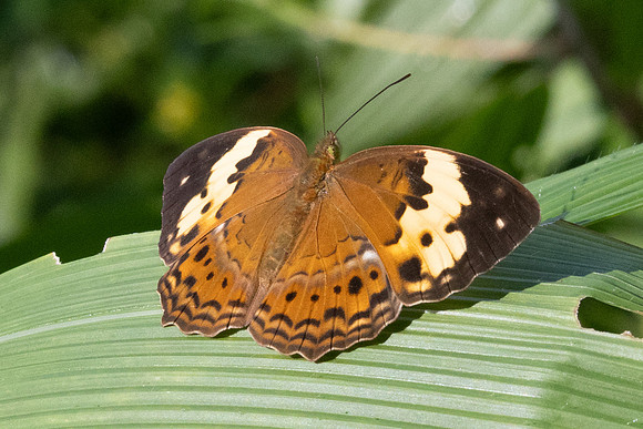 Cupha erymanthis-9190 - G 12/03/25ua Tempurung -