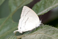 Drina dodina-6508 - Doi Suthep - 28/03/25