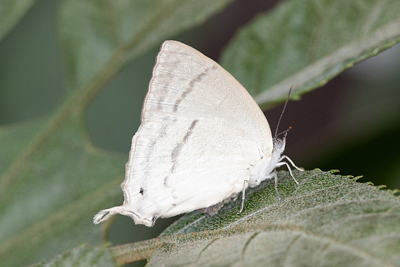 Drina dodina-6508 - Doi Suthep - 28/03/25