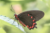 Parides montezuma-4757