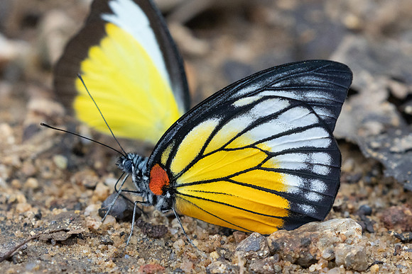 Prioneris philonome-0364