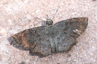 Antigonus erosus-4930