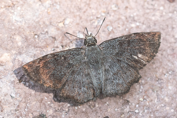 Antigonus erosus-4930
