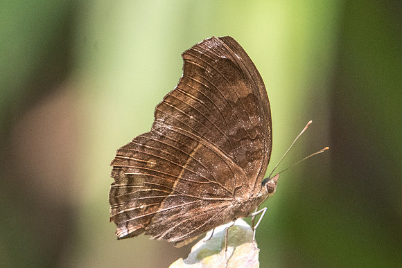Junonia iphita-5817 - Doi Suthep - 9/03/23