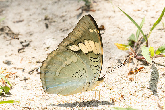 Euthalia patala-3810 - Doi Inthanon - 23/03/25